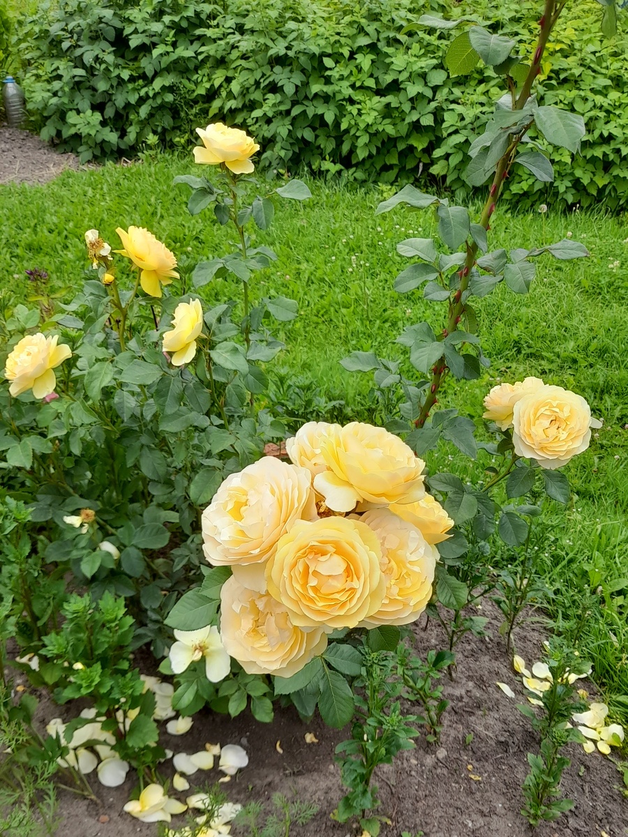 Грехем Томас. Фото автора 