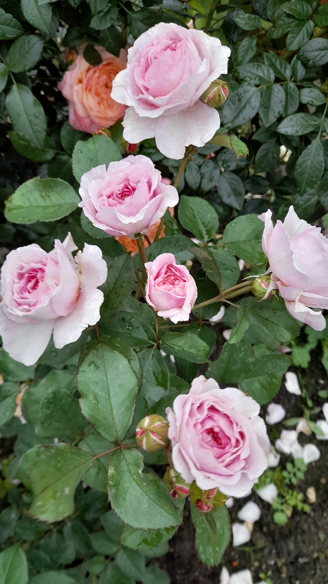 Джеймс Галвей. Фото автора 