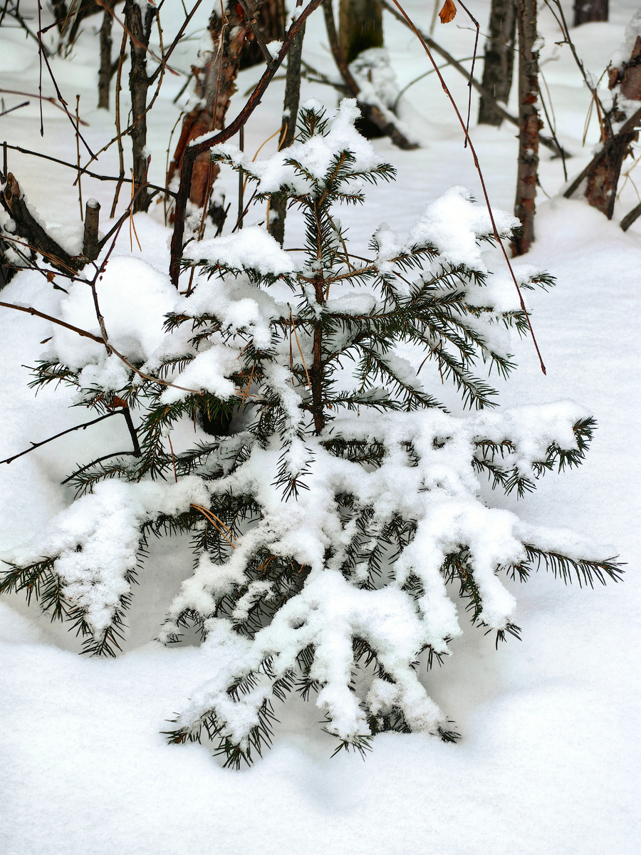Маленькой ёлочке совсем не холодно