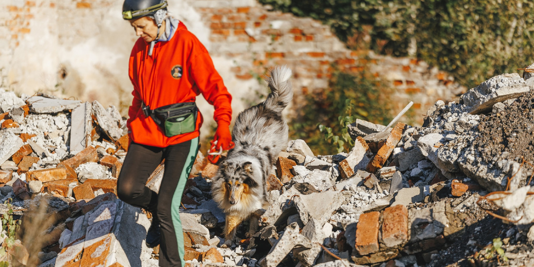 Чем можно заняться с колли? ПСС
