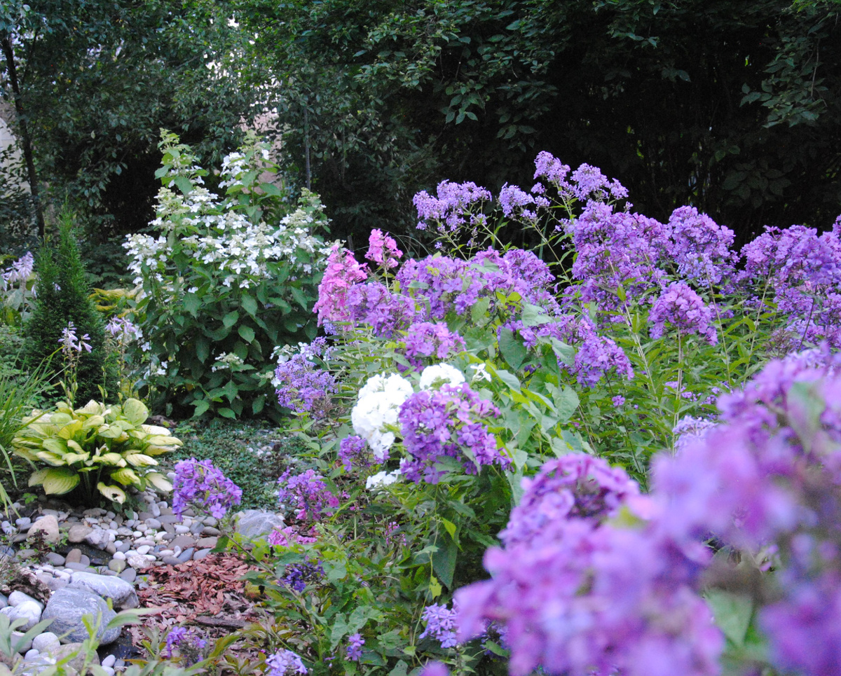 Цветение моих флоксов старичков в 2020 году