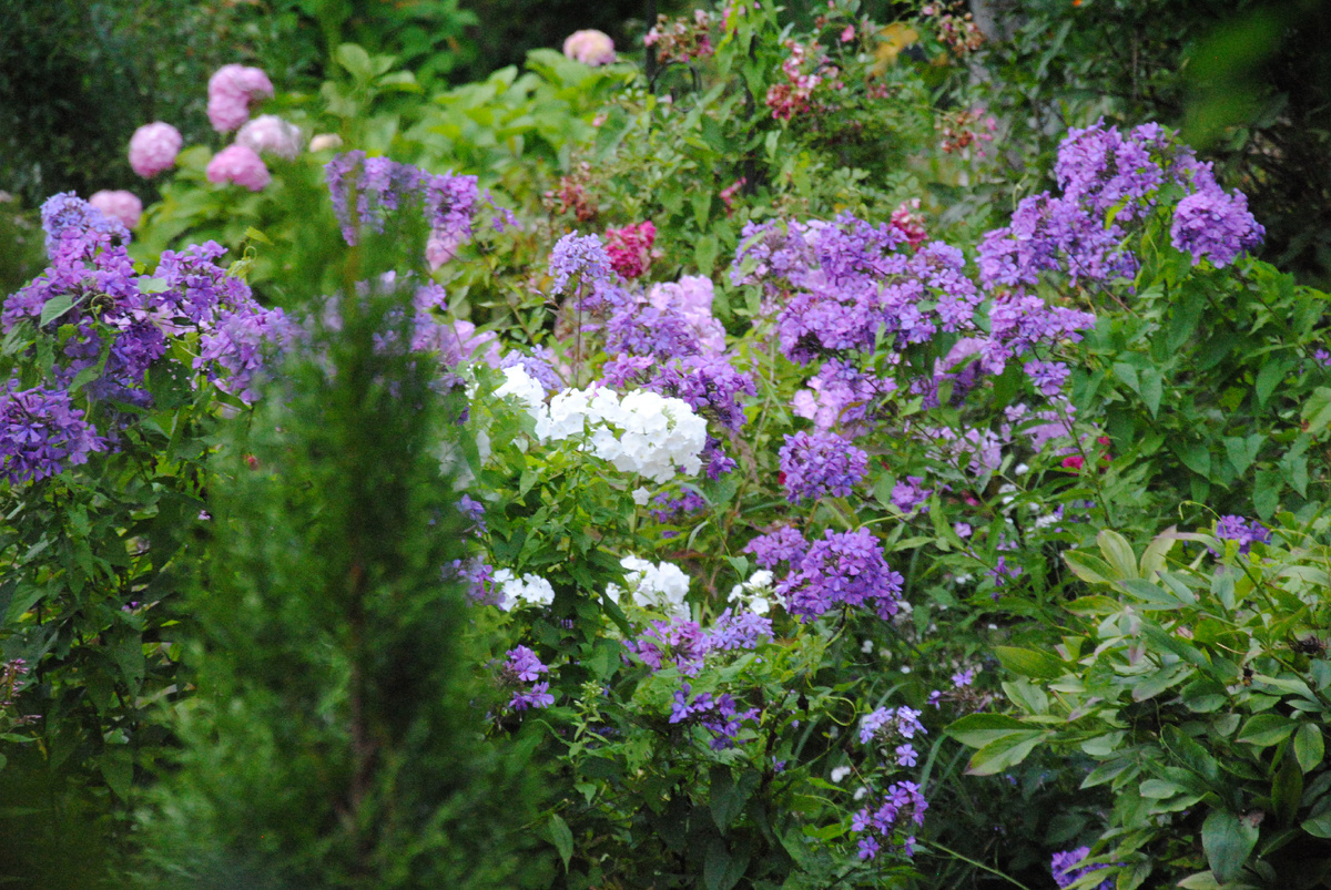 Цветение моих флоксов старичков в 2020 году