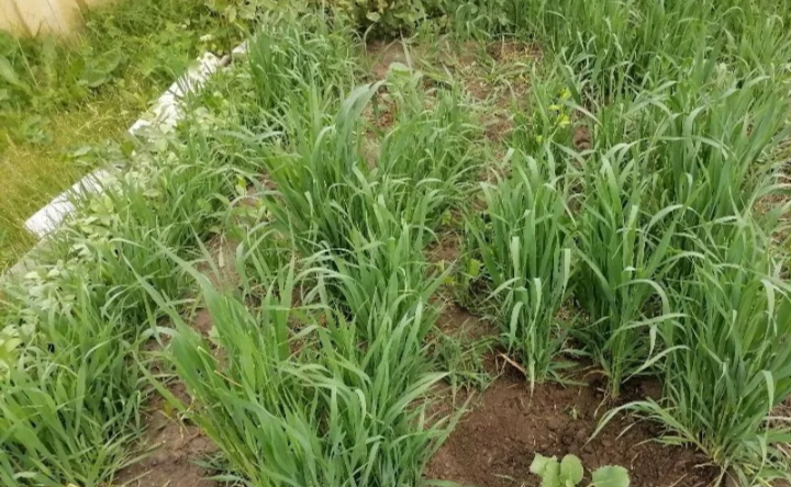 Вот так примерно.