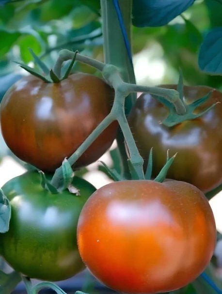 Фото: томат Черный кот