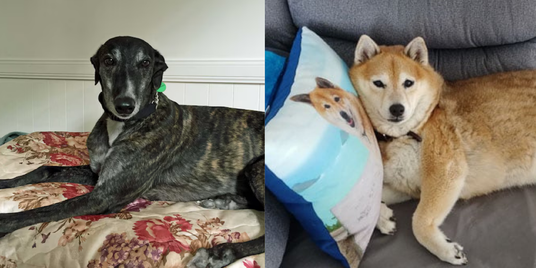 Чистюли: 5 пород, с которыми в доме реально чисто