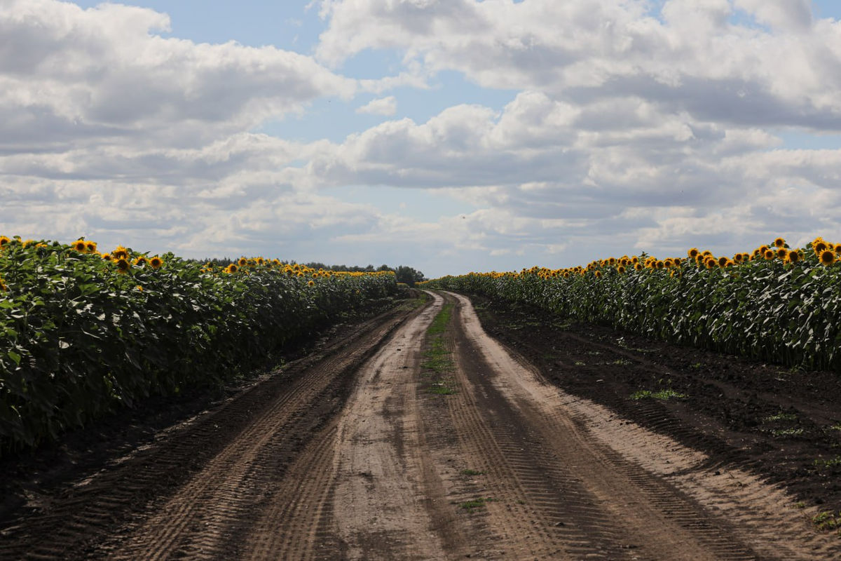 Источник: Поле.РФ