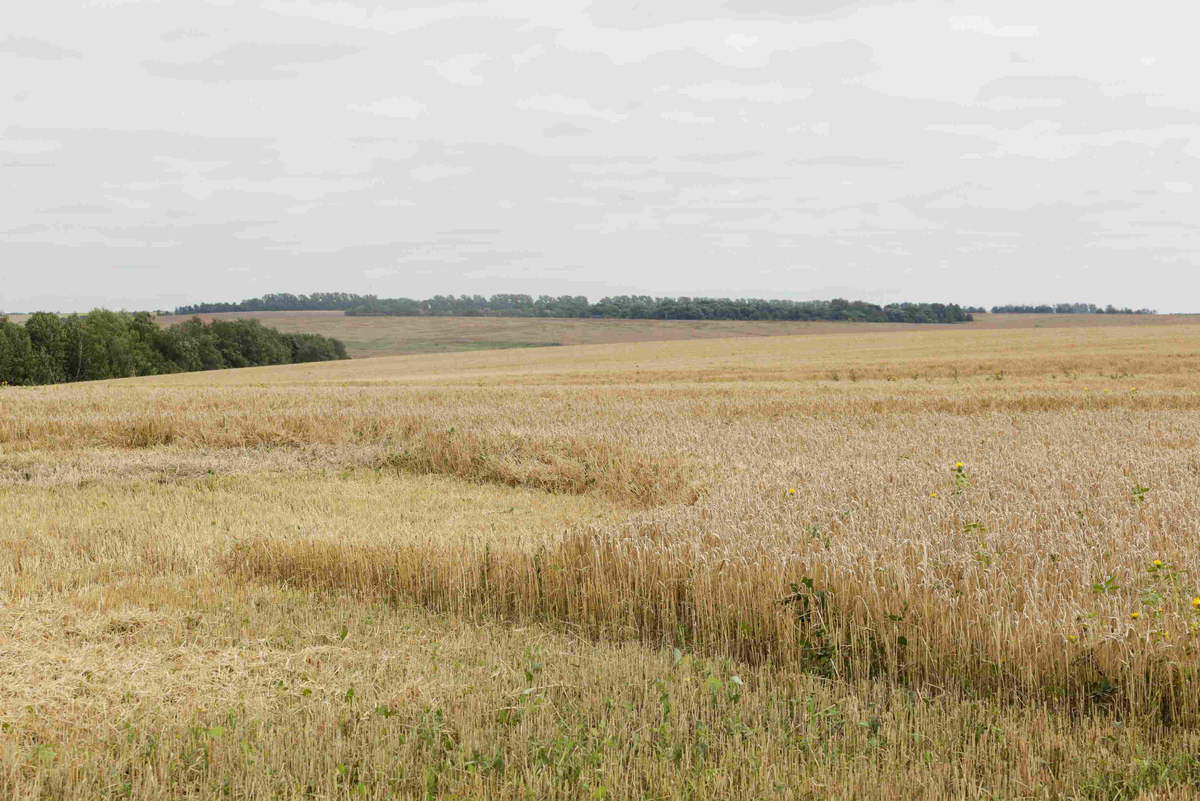 Мы - высокопродуктивные. Не то что вы к концу года. Источник: Поле.РФ