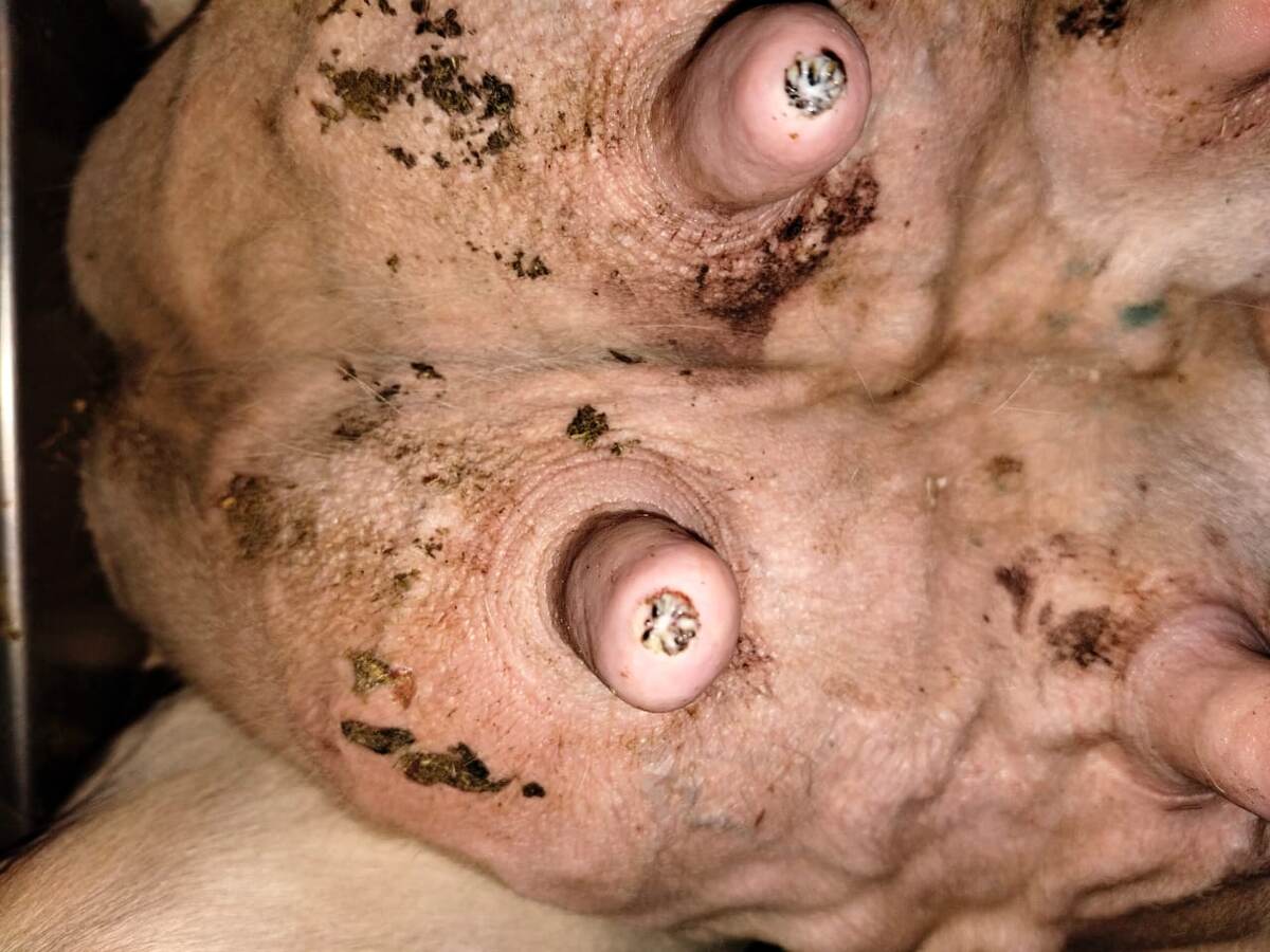 Гиперкератоз как слелствие сухого доения