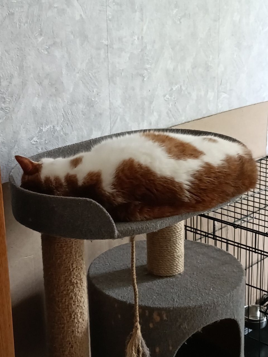 Вот сейчас самое время гладить меня, пока сплю, но потом сразу убегайте