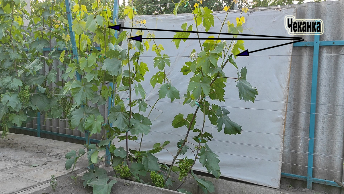 Куст винограда склонный к жированию