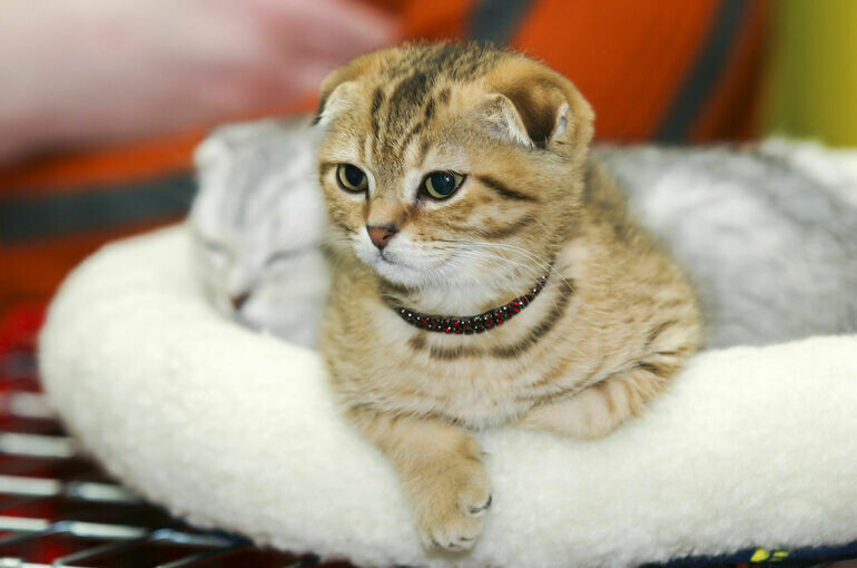   Игорь Самохвалов/«Парламентская газета»