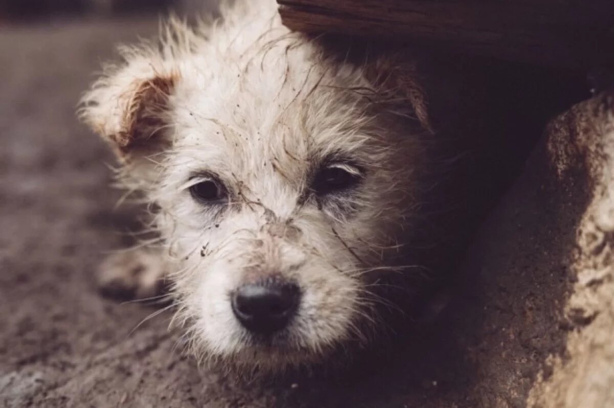    Цена добра.