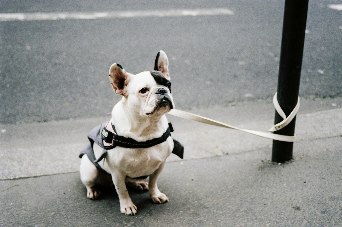    Бульдоги известны на весь мир своими выразительными мордами и забавным характером