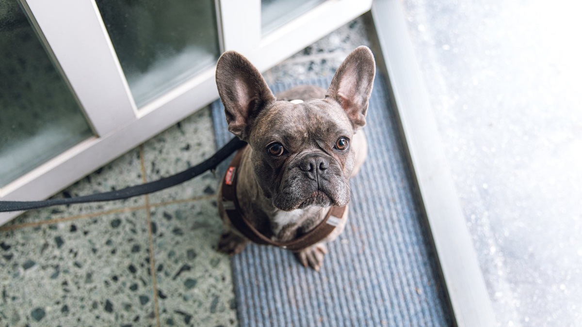    При должном уходе, бульдог будет радовать своего хозяина долгие годы