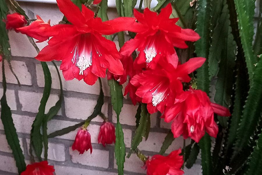 Декабрист цветёт. Фото автора.