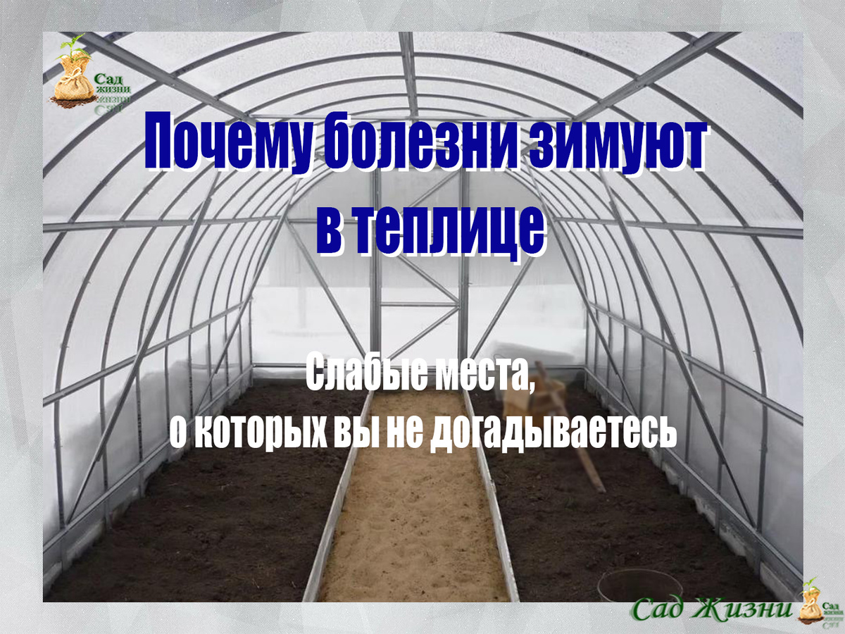 Почему болезни зимуют в вашей теплице