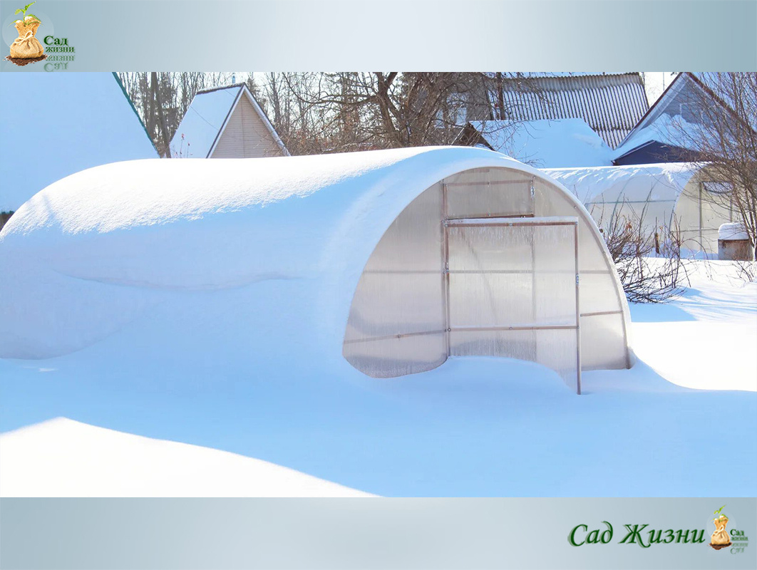 Почему болезни зимуют в вашей теплице