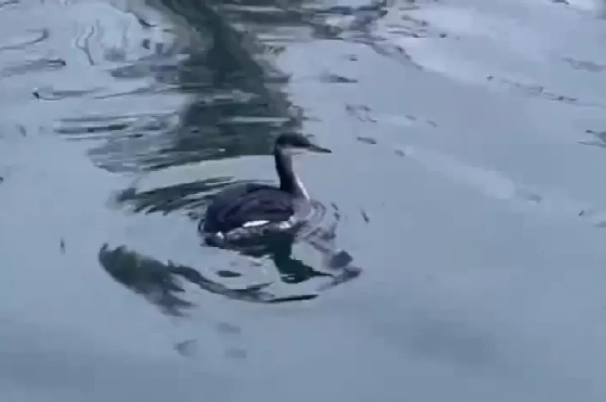    Ульяновские зоозащитники спасли краснокнижную серощёкую поганку