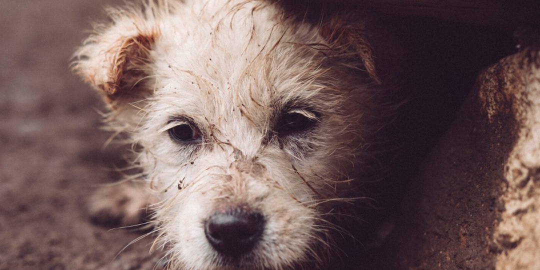 Липецк продолжает борьбу с бездомными животными