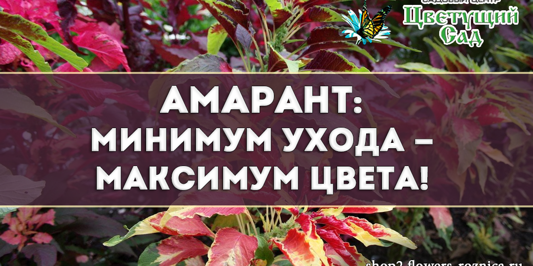Амарант: минимум ухода — максимум цвета!