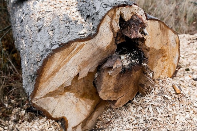   Фото из архива Калининград.Ru