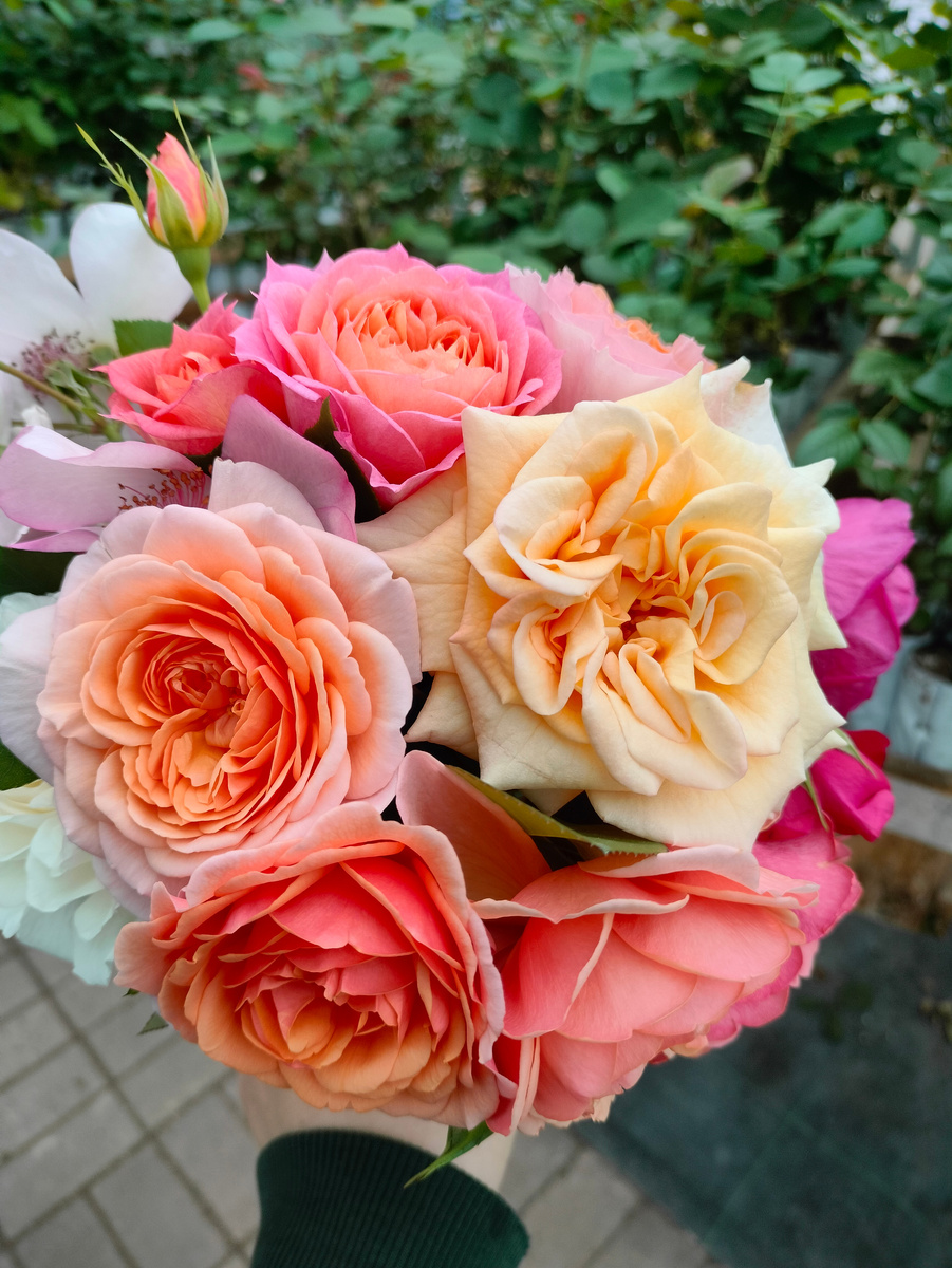 Букет из питомника Тамара Розы