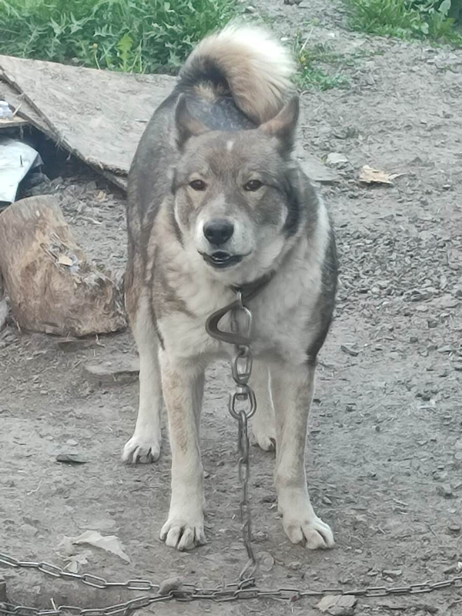 Красавец Буран