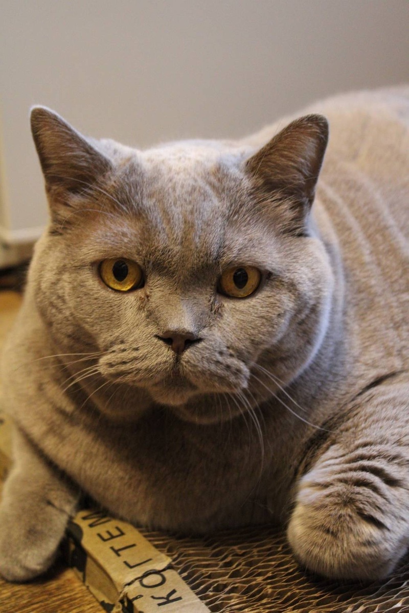    Британский лиловый кот Бульдозер, 6-7 лет, вес 9,2 кг