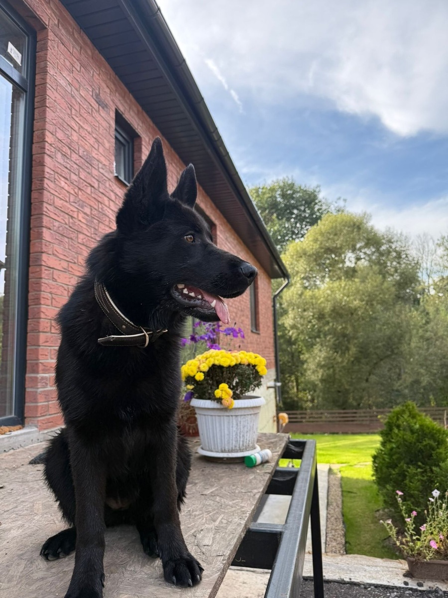    Немецкая овчарка Герда, 10 месяцев, вес 28 кг