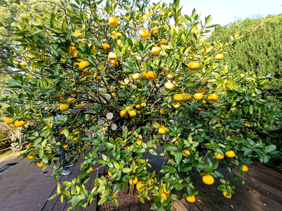 Мандарин из сада Дерево Дружбы в Сочи. Ноябрь 2025 г