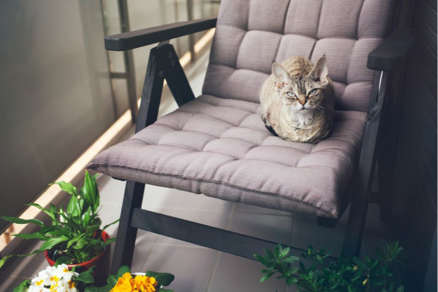 Фото: Veera/shutterstock