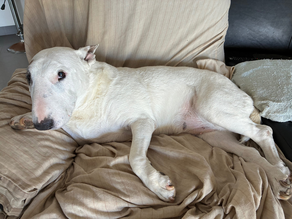 Бультерьев Пай (Py), 13 лет. Фото из личного архива