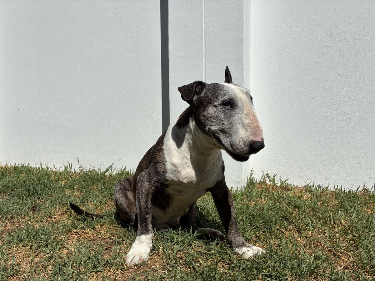 Бультерьев Бенсон (Benson), 14 лет. Фото из личного архива