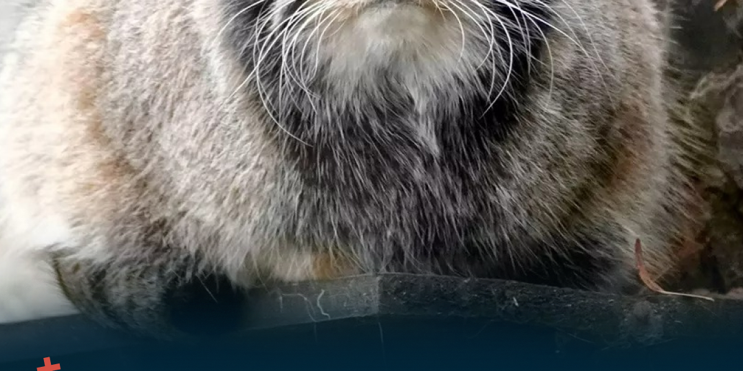 Слово «зажировка» внесли в словарь благодаря манулу Тимофею