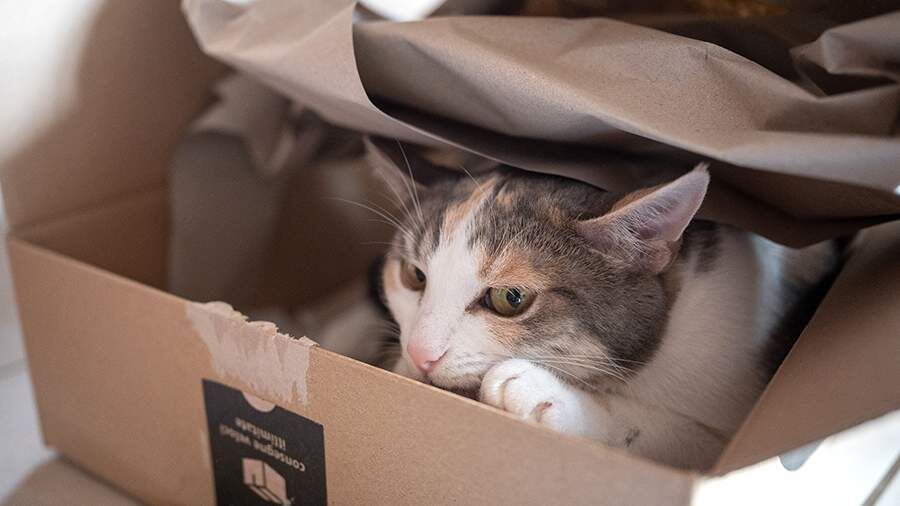 Фотография из интернета