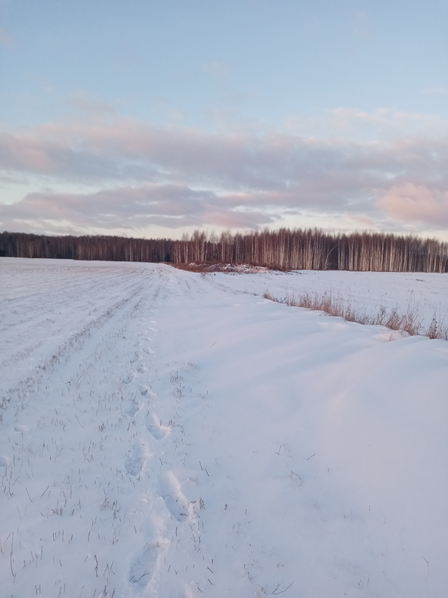 Вот в краю леса я его поднял. 