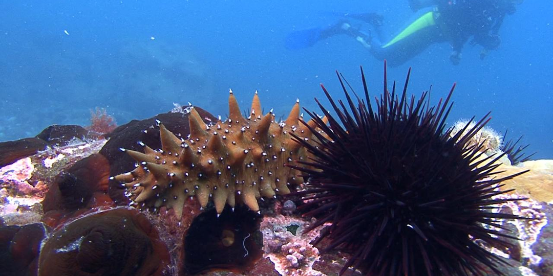 Морские ежи и трепанги: деликатесы с Дальнего Востока — вкус, польза, способы подачи