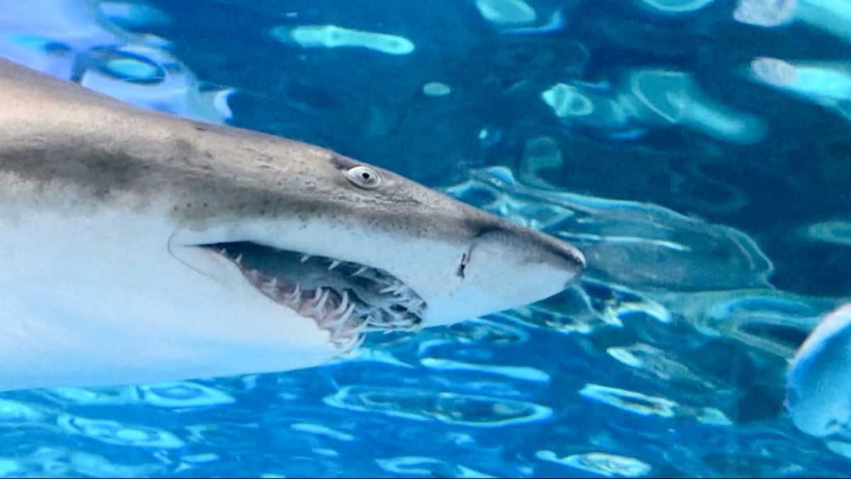 На расстоянии вытянутой руки