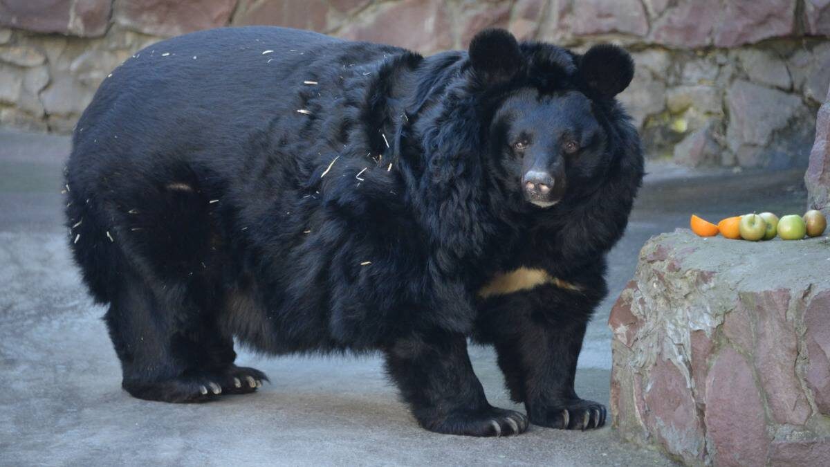    Для спячки гималайского медведя Аладдина приготовили много сена, соломы, закопавшись в которую этот вид спит полусидя / Фото: Наталья Феоктистова / Вечерняя Москва