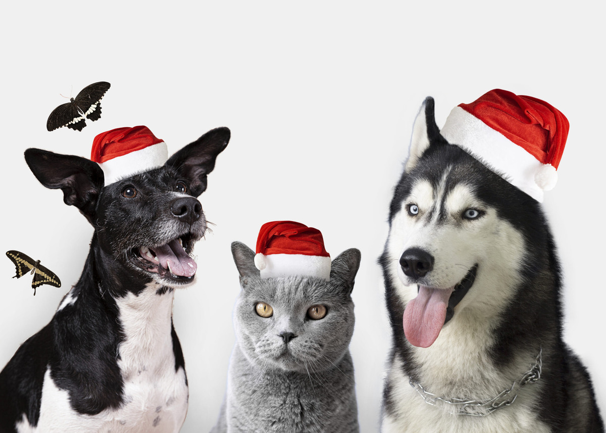    Внимание, праздник! Чем новогодняя атмосфера опасна для кошек и собак