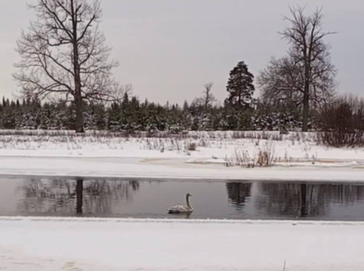    Перед началом миграции птиц жителям региона настоятельно рекомендуется прекратить их кормление
