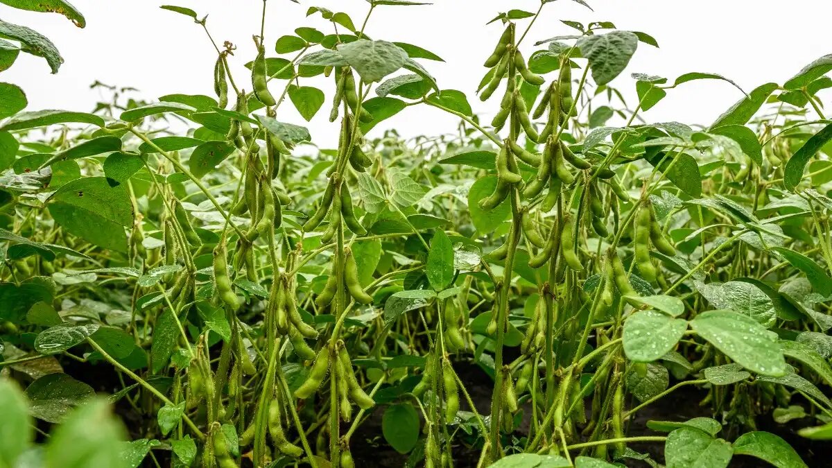 Фото: «ЭкоНива»
Соя Эн Аргумент от «ЭкоНивы» сочетает скороспелость, продуктивность и высокое качество