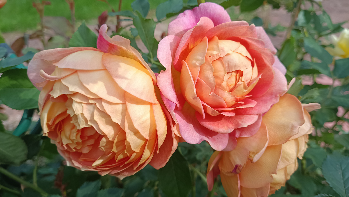 Леди оф Шалот