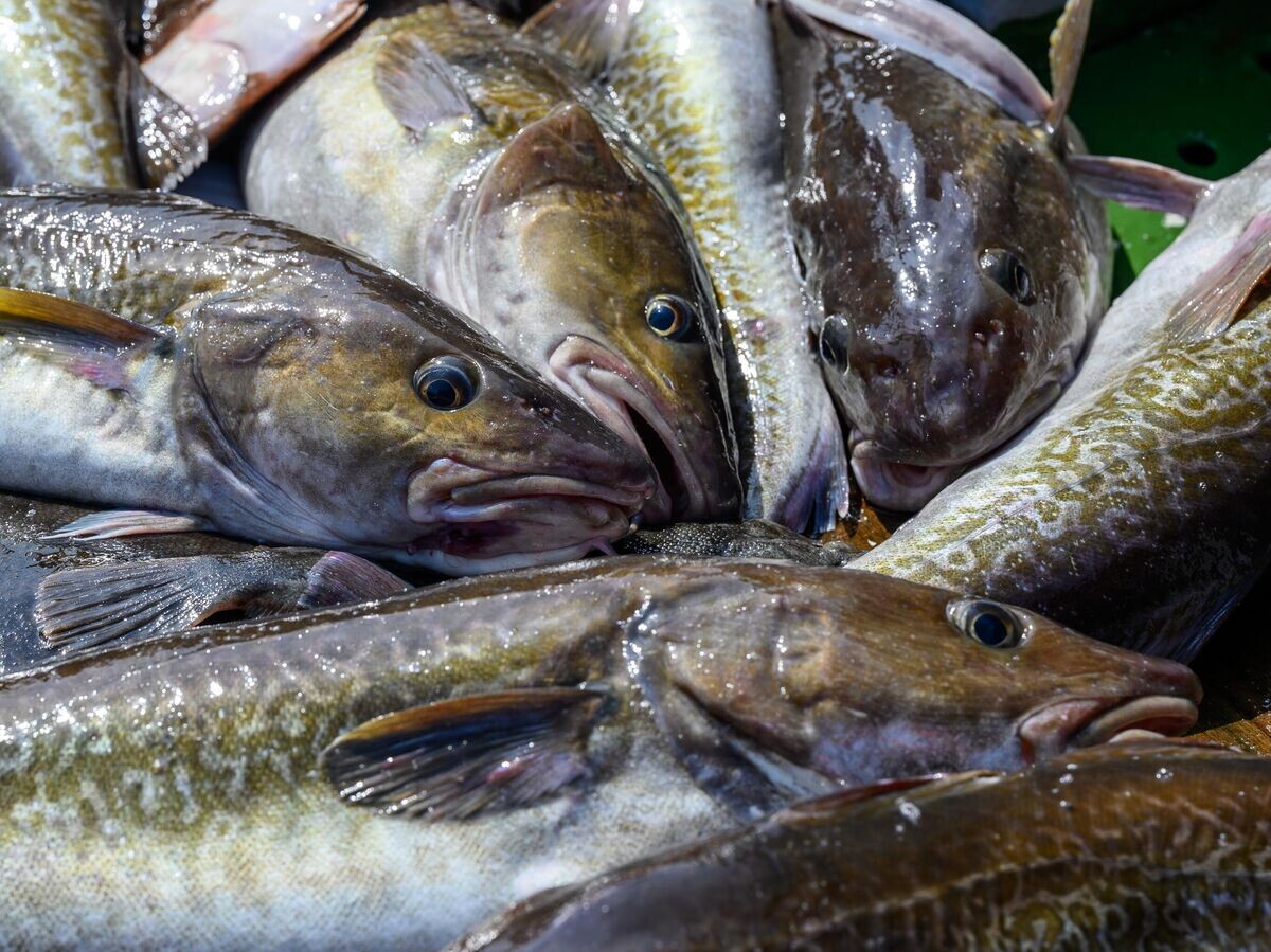    Промышленная ловля трески | © РИА Новости / Сергей Красноухов