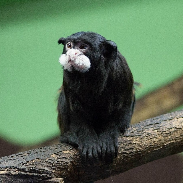 Усатый тамарин