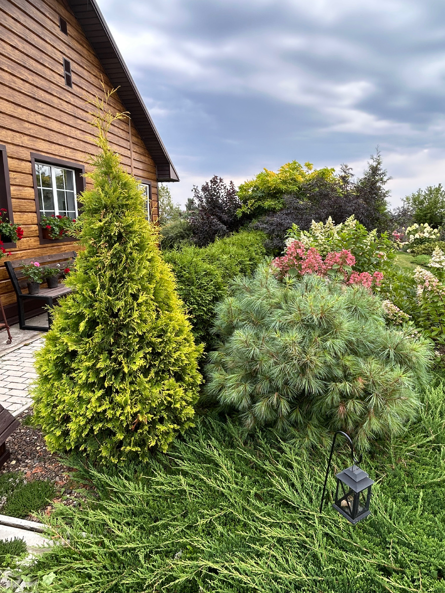 Палисадник под окнами . Фото Мой второй сад.