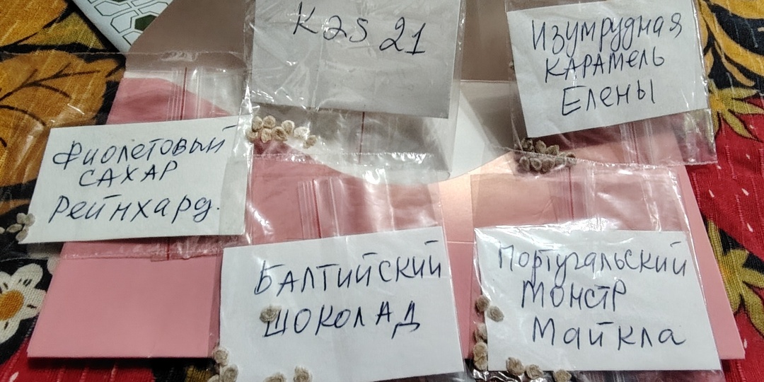 Поделилась опытом и получила семена томатов в подарок