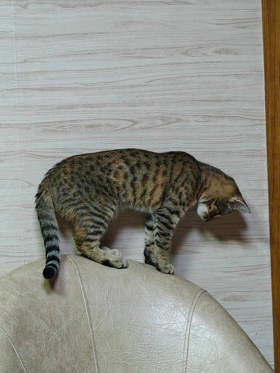 Охотится на Муську