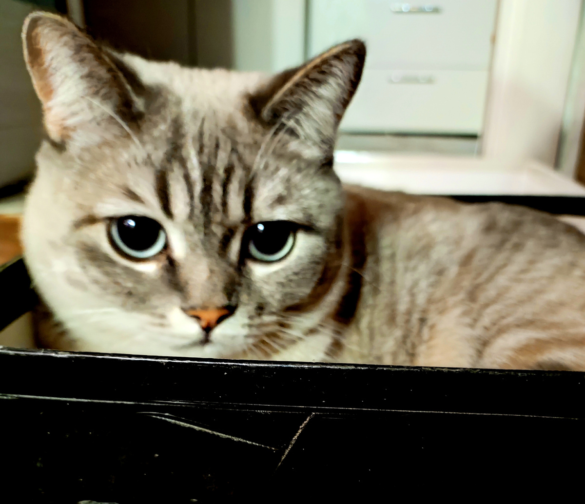 Фото автора Легла обиженная в коробку)