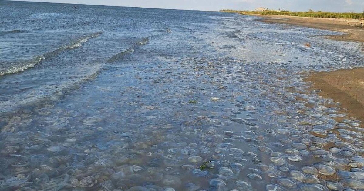 Фото: https://t.me/temruk_info